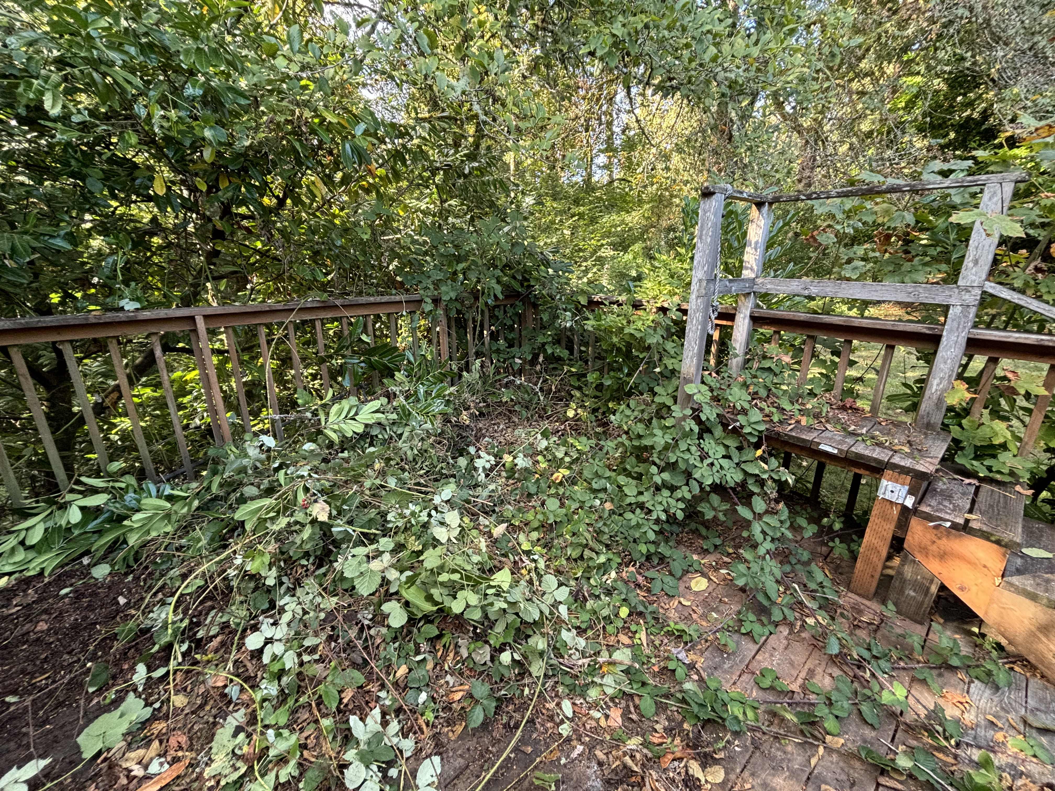 Deck covered in heavy overgrowth and vines before cleanup